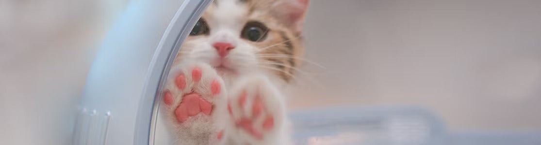 Gatito bebé apoyado en un vidrio. Gatos en adopción