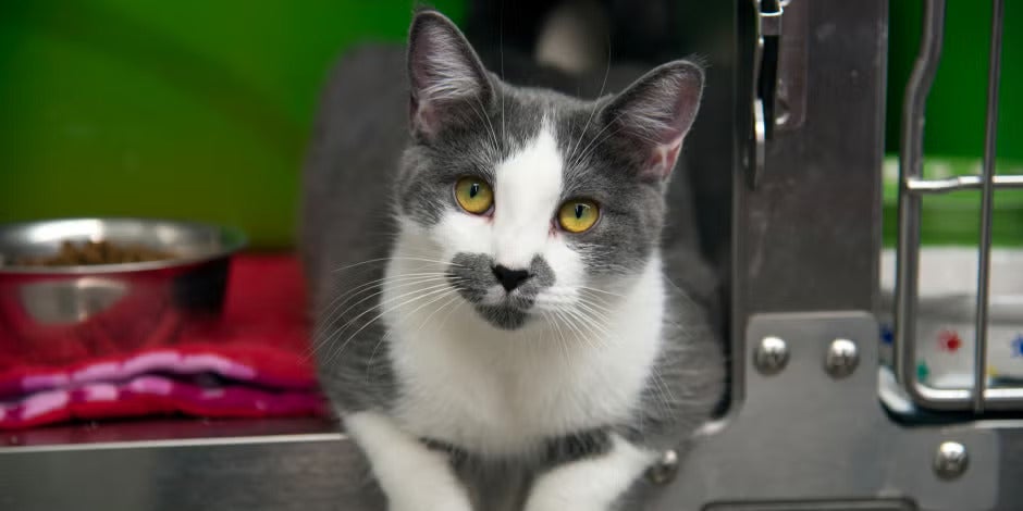 Michi blanco y gris en su jaula abierta. Gatos en adopción