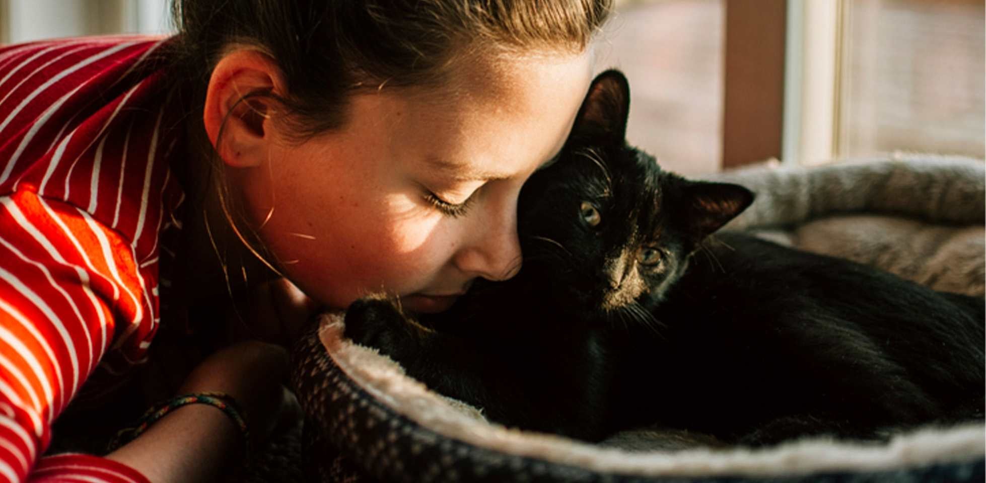 Gato negro de ojos amarillos acostado siendo consentido por su tutora.