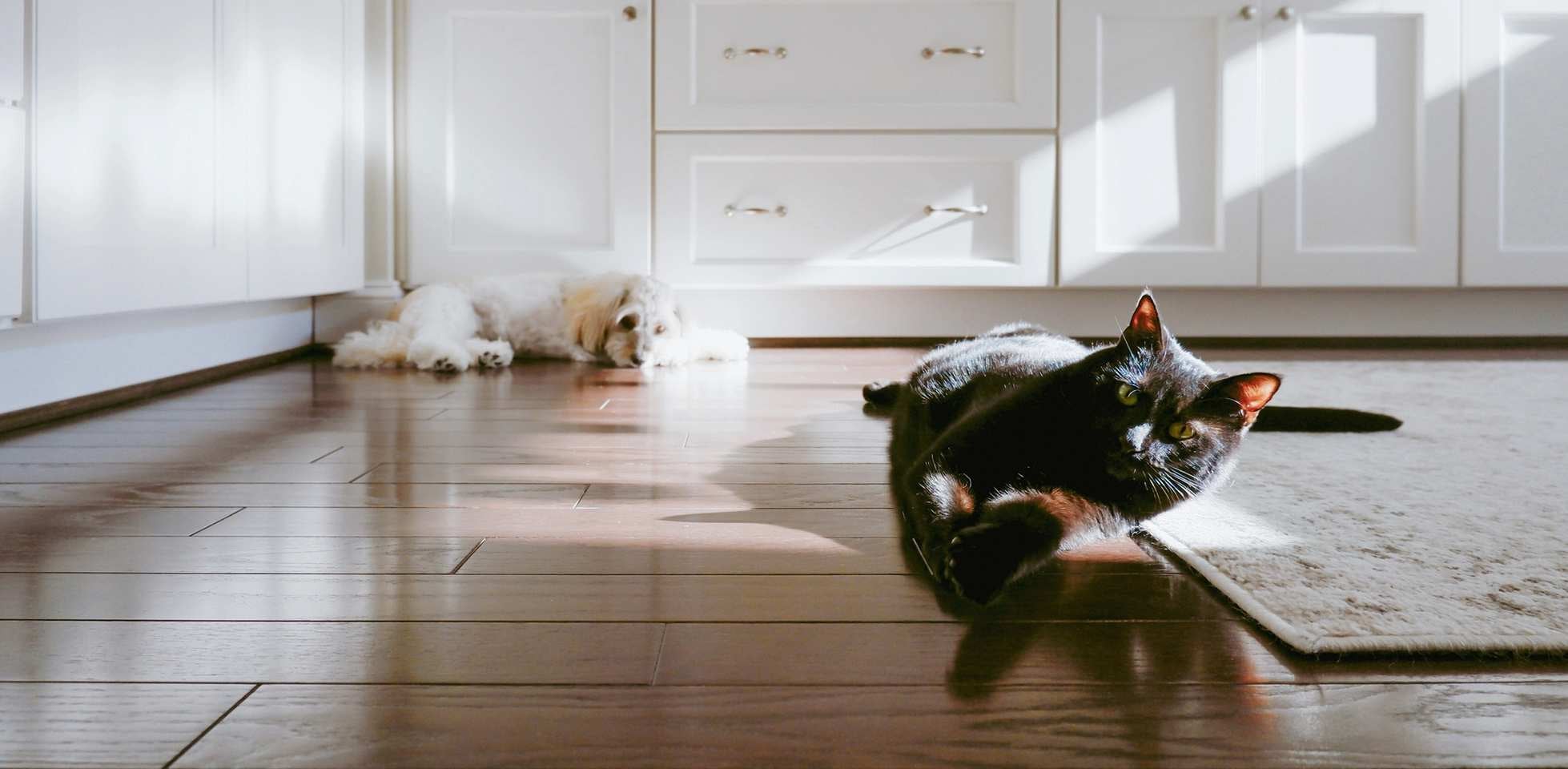 Gato negro de ojos amarillos en acostado en el suelo tomando el sol.
