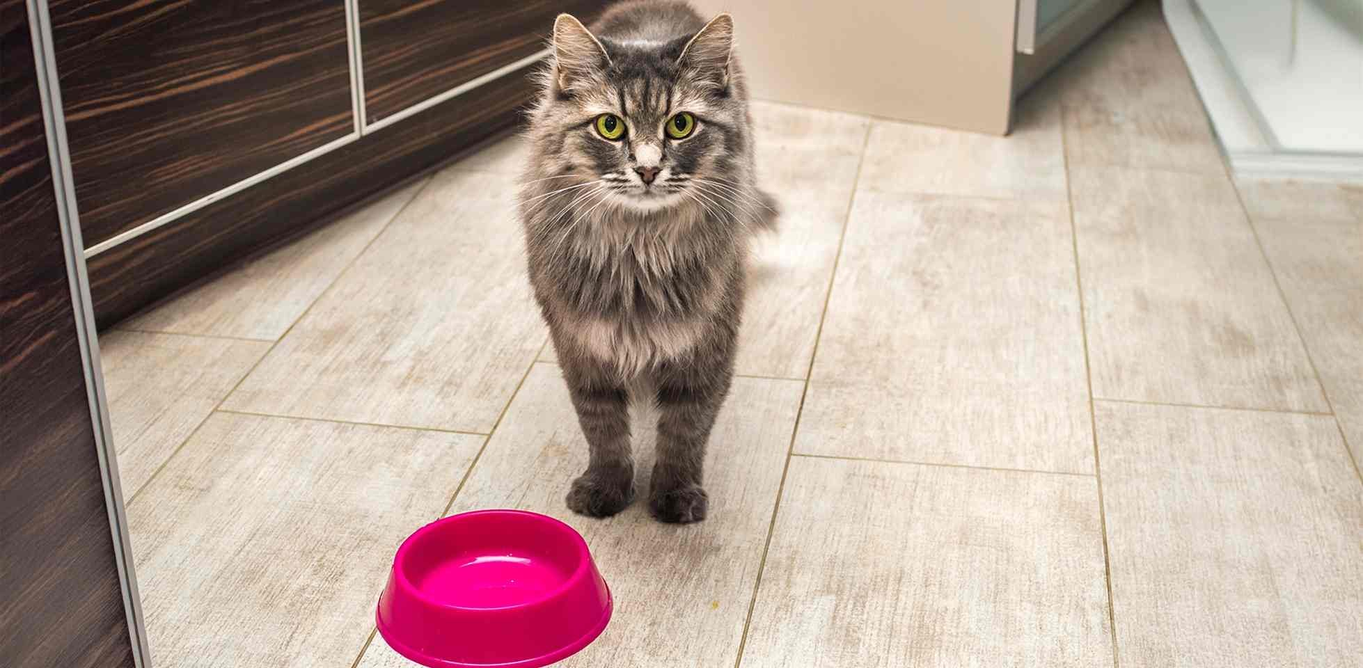 Michi esperando comida frente a un plato, los gatos pueden comer mango.