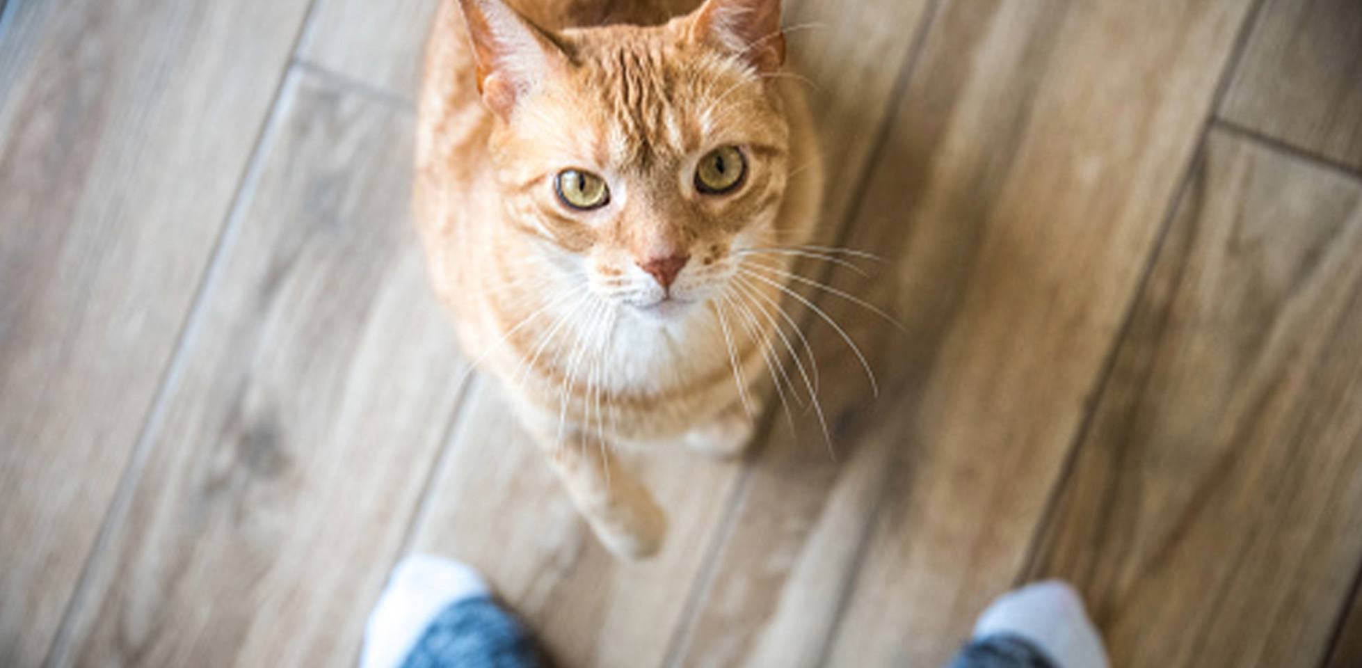 ¿Los gatos pueden comer mango? Michi curioso mirando a su tutor.