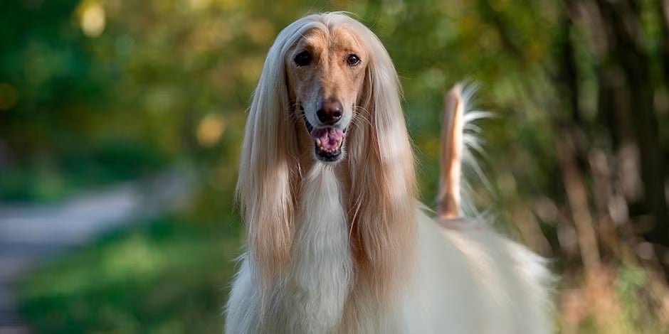 Razas de perros peludos. Perro afgano, vista frontal.