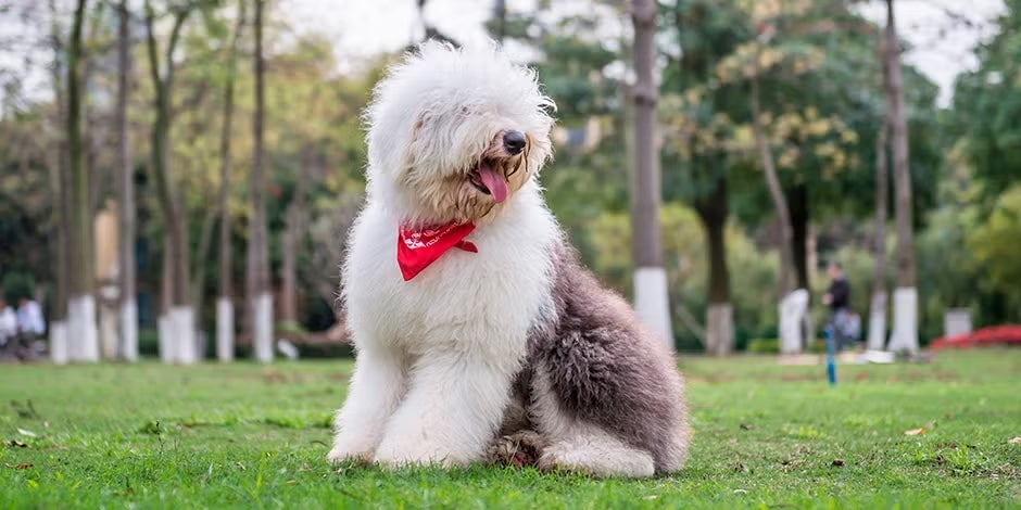 Razas de perros peludos. Bobtail sentado en el parque.