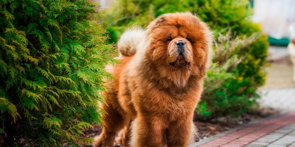 Razas de perros peludos. Chow chow marrón de pie.