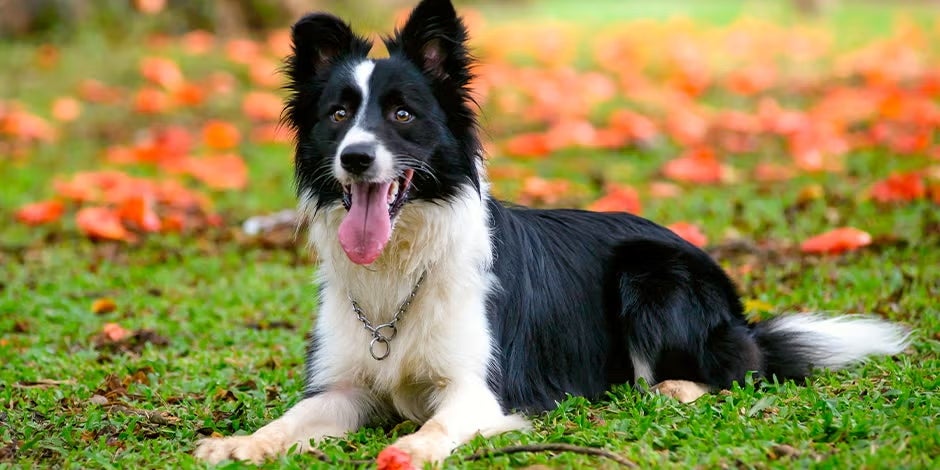 Razas de perros peludos. Collie acostado sobre césped.