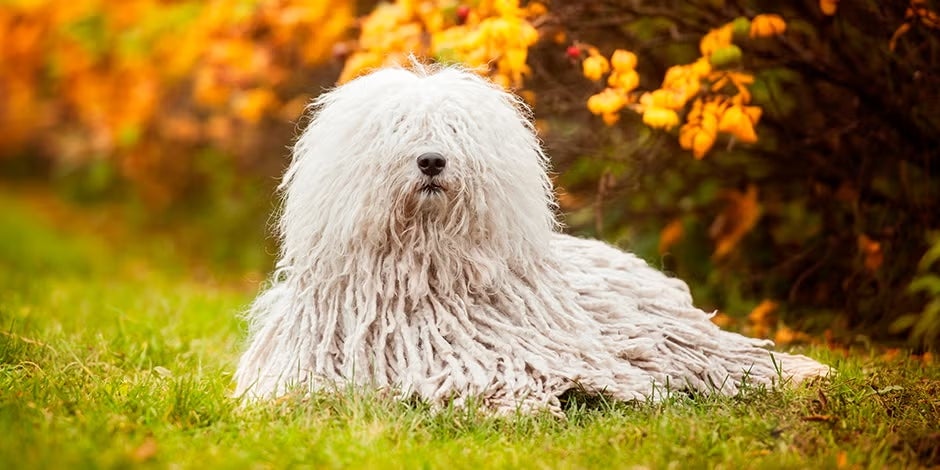 Razas de perros peludos. Komondor húngaro acostado, vista frontal.