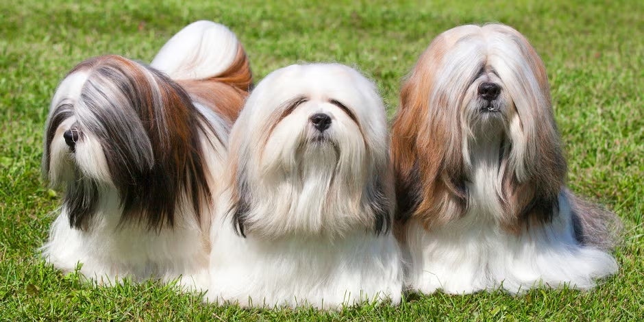 Razas de perros peludos. Tres bichones malteses acostados sobre césped.