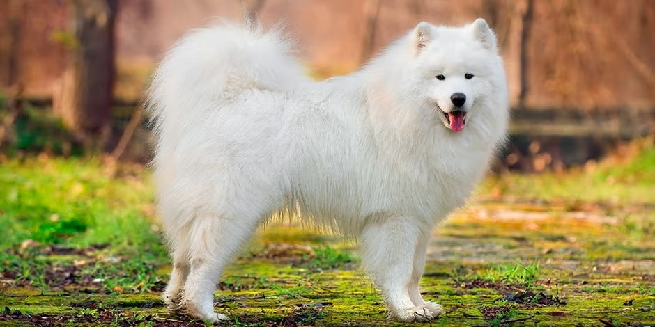 Razas de perros peludos. Samoyedo de pie, vista lateral.