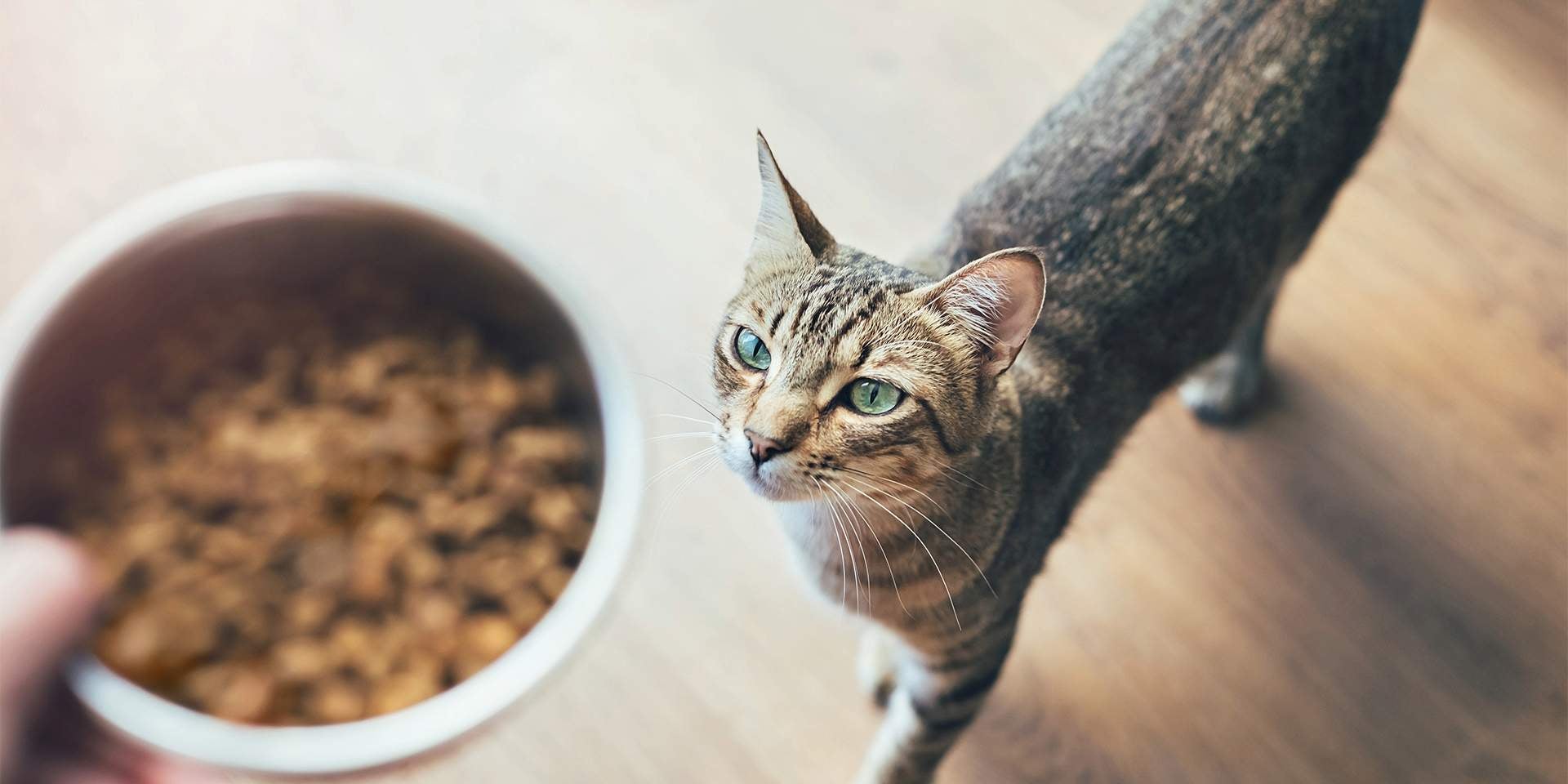 Michi atigrado observando su comida. Vitamina A para gatos.