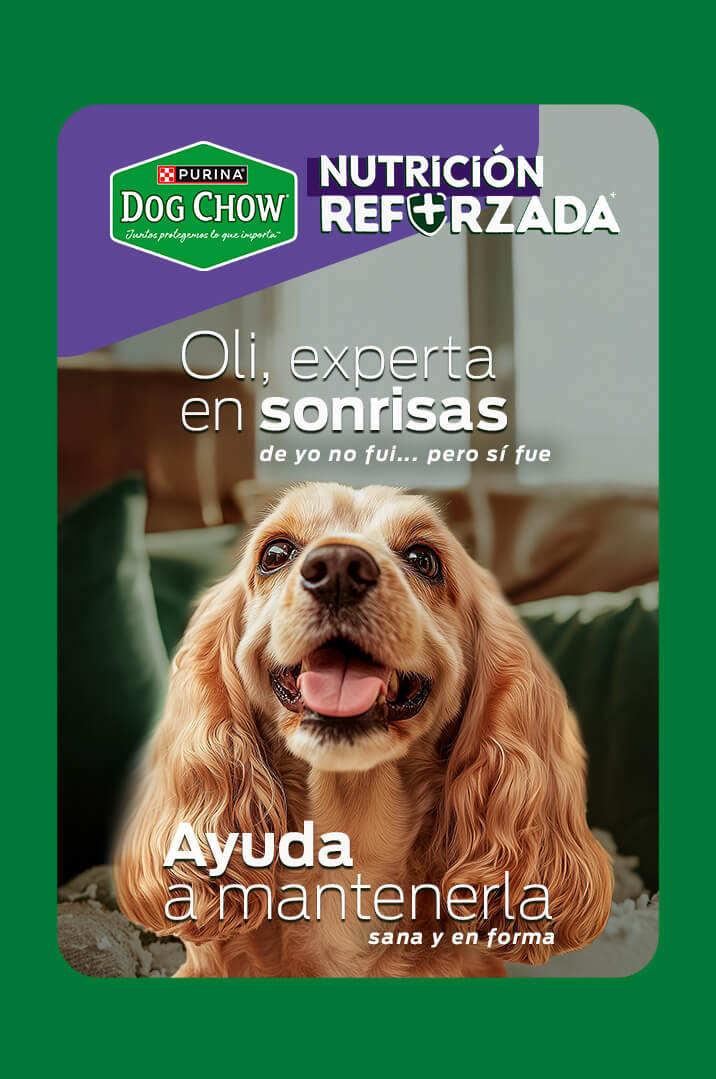 Perro feliz con alimento Purina Dog Chow Nutrición Reforzada, ayuda a mantenerlo sano y en forma.
