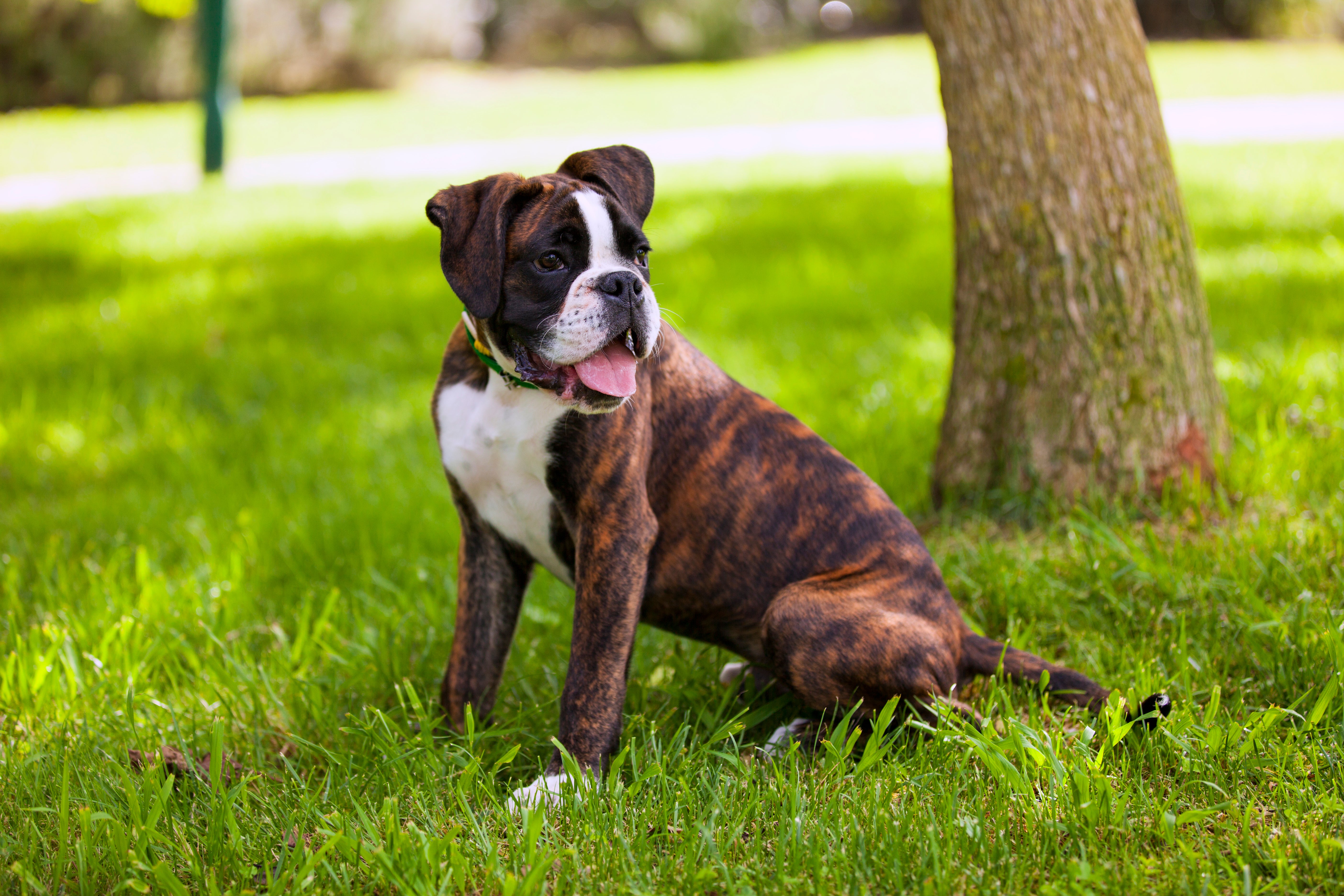 Cómo detectar y tratar un golpe de calor en perros