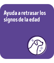 Alimento para perros senior Dog Chow Longevidad: ayuda a retrasar los signos de la edad.