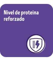 Alimento para perros senior Dog Chow Longevidad: con nivel de proteína reforzado.