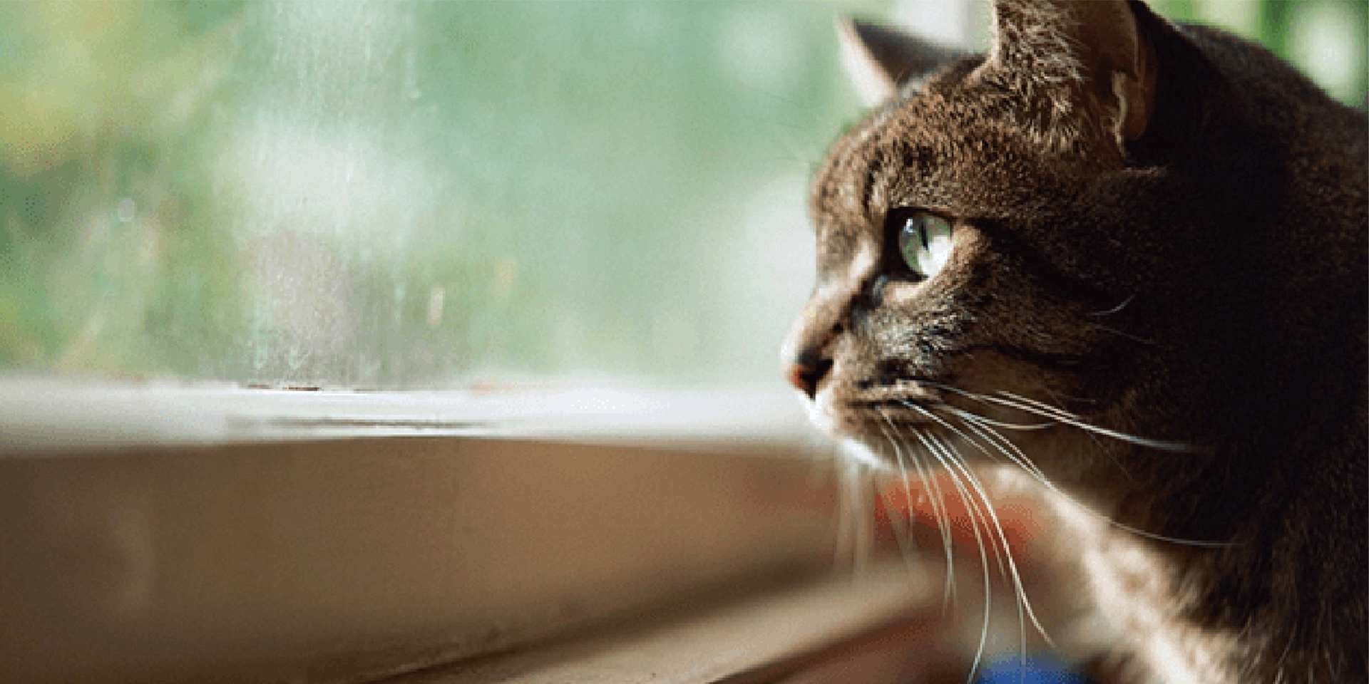 Gato criollo o mestizo: conoce su historia y cuidados con PURINA®