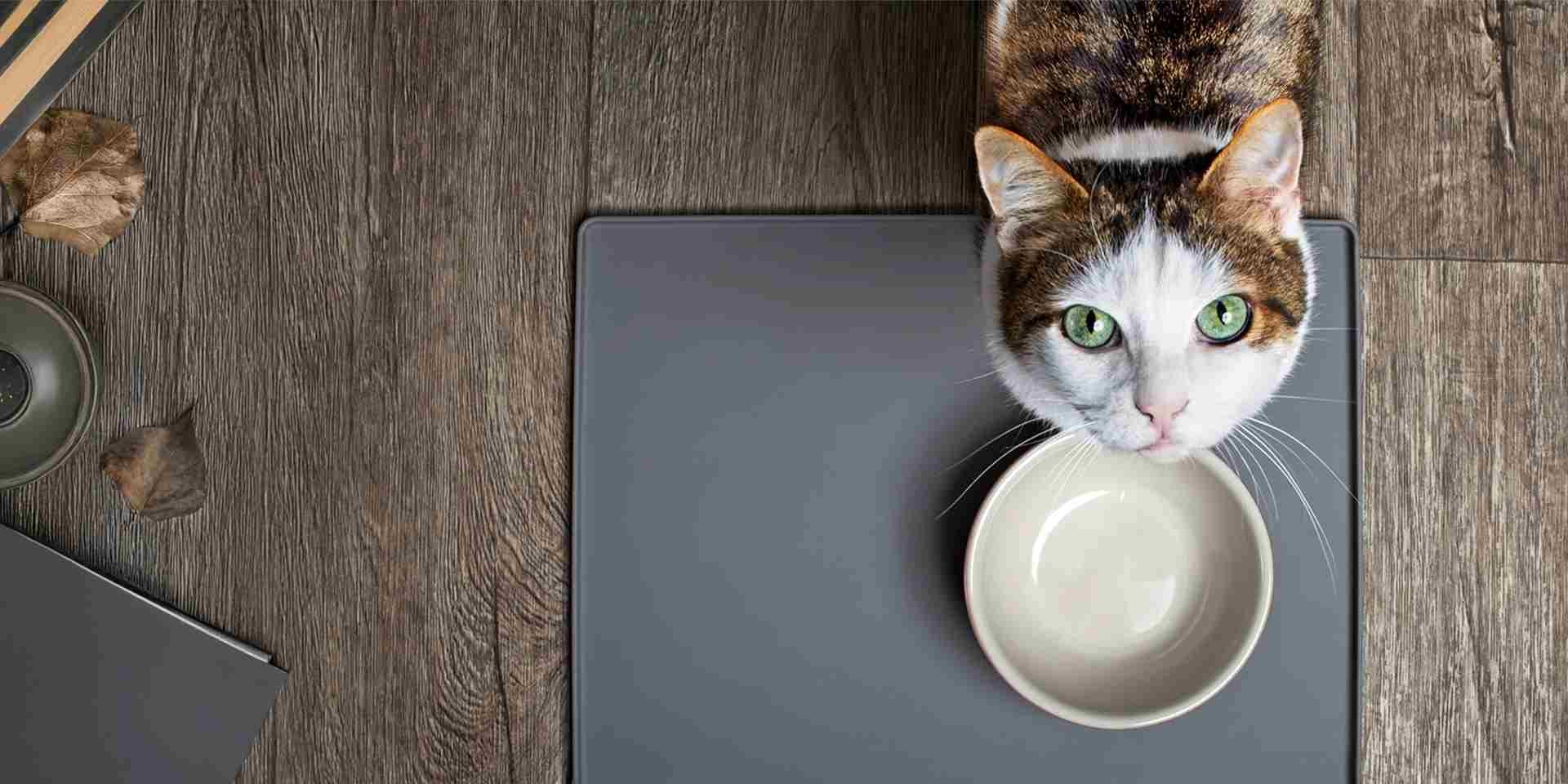 Los gatos pueden comer zanahoria. Michi esperando su porción de zanahoria junto a su comedero.