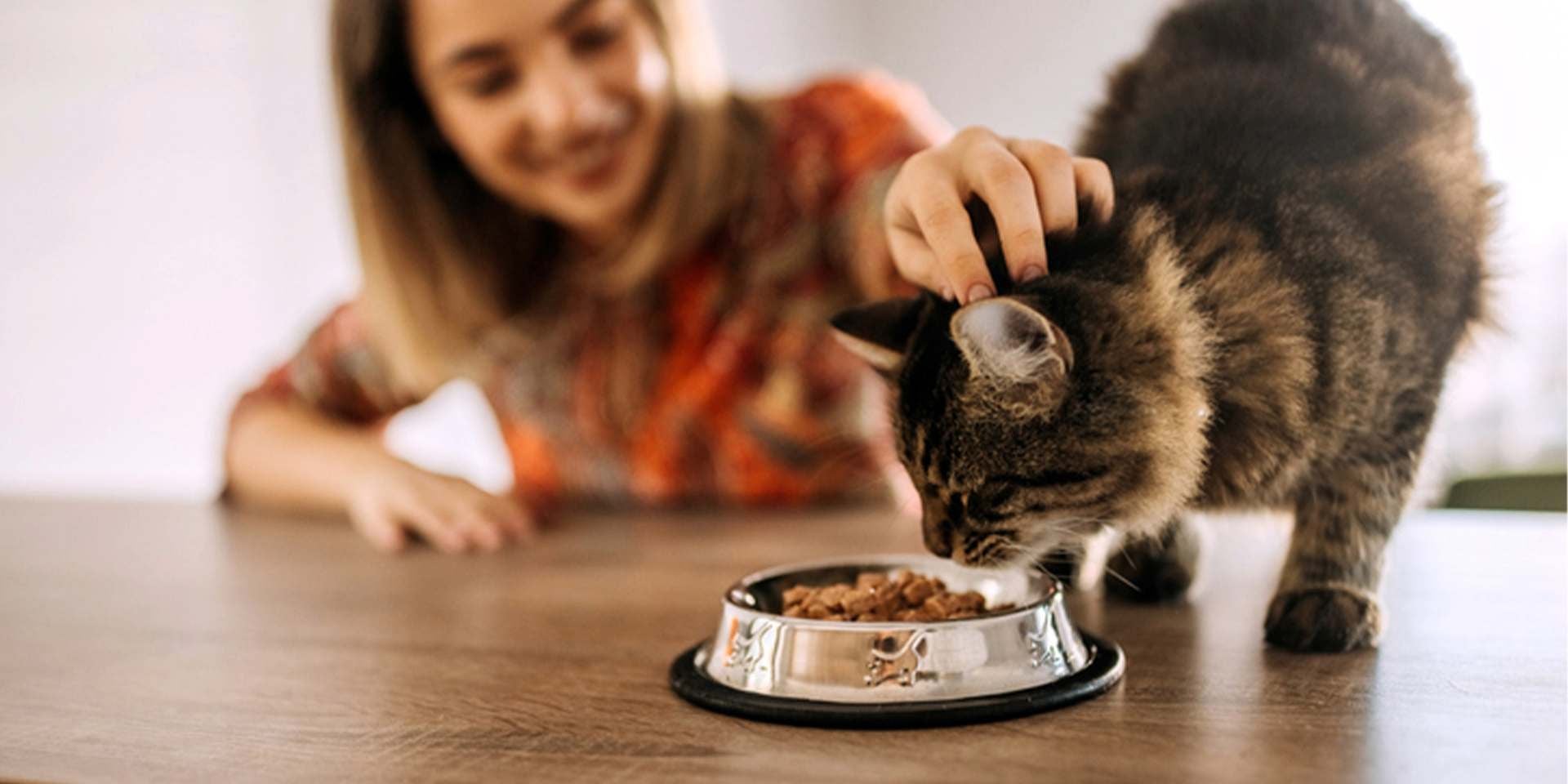 Los gatos pueden comer zanahoria, tutora alimentando a su michi.
