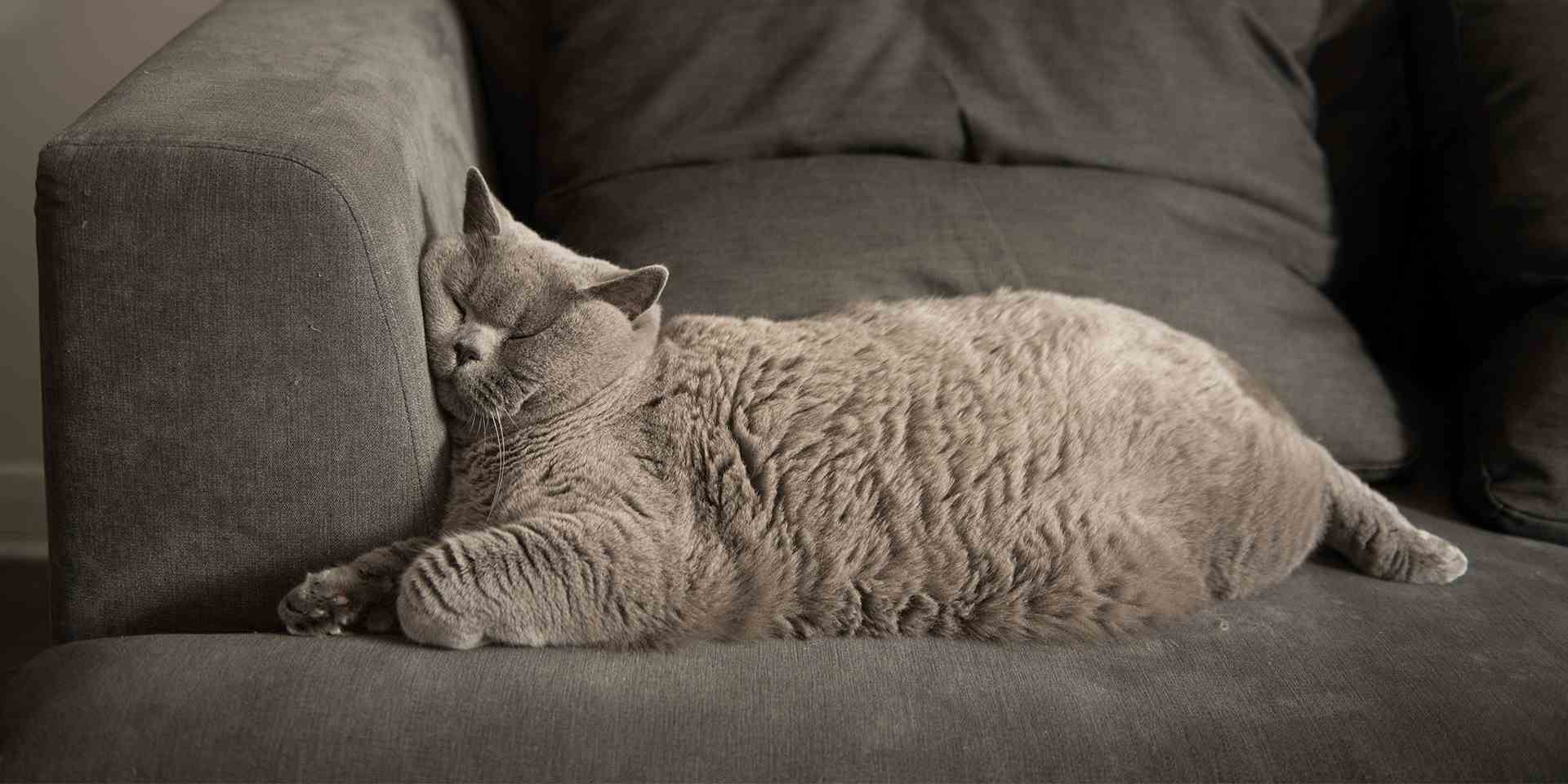 Los gatos roncan, en especial al dormir en una posición inusual, como el de la imagen.