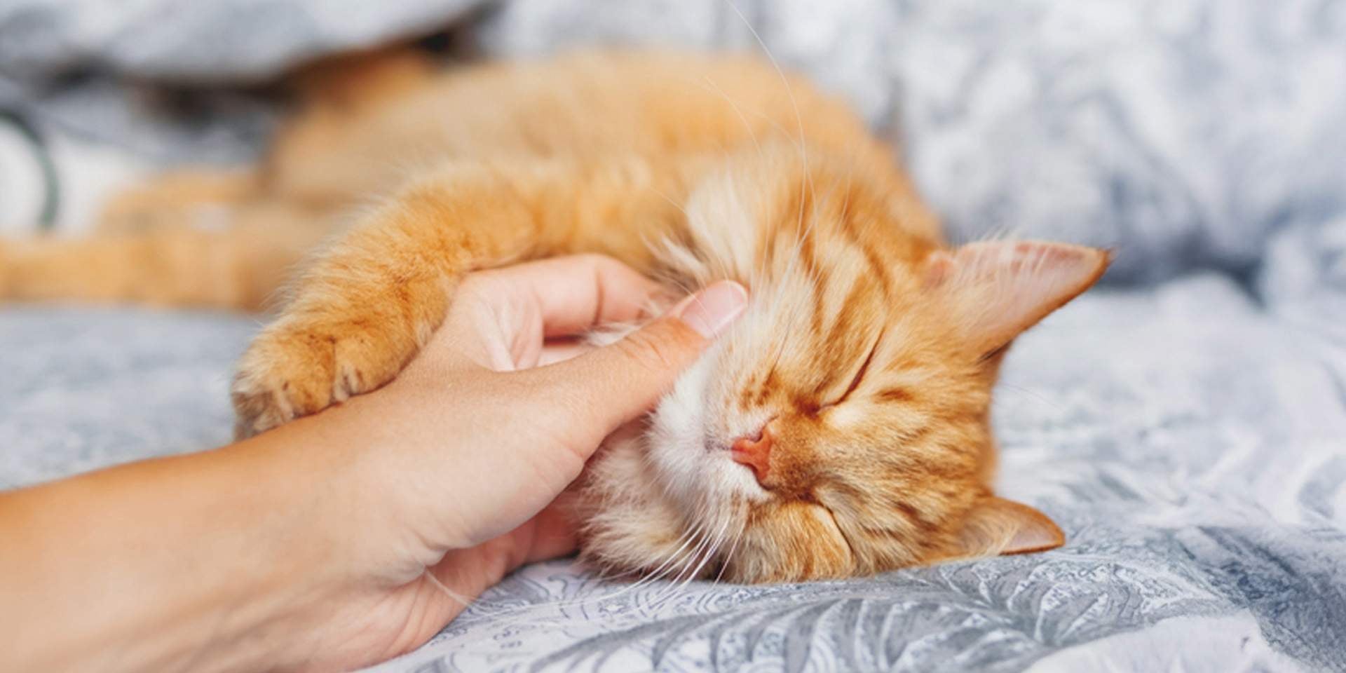 Los gatos roncan si tienen cuerpos extraños en sus vías respiratorias. Tutor mimando a michi que ronca.