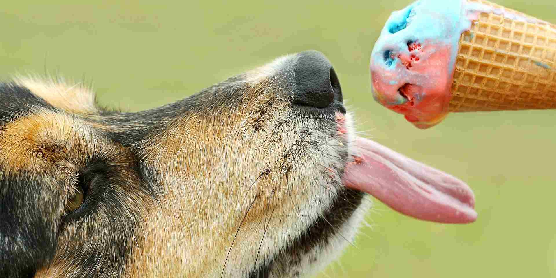Los perros pueden comer helado, pero sólo los específicos para ellos, como el de la imagen.