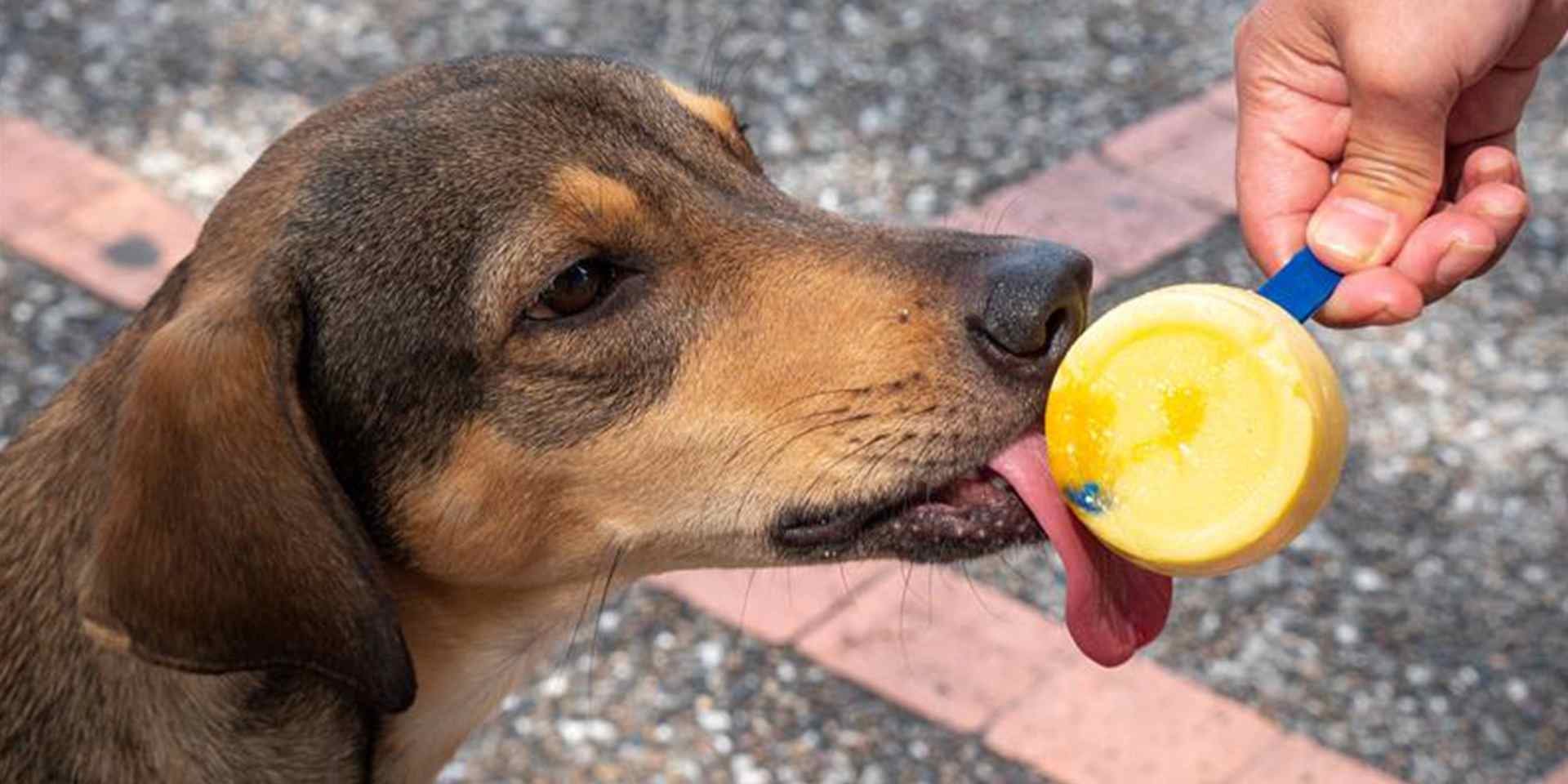 Los perros pueden comer helado, pero sólo con ingredientes adecuados. Tutor dando un premio a su mascota.