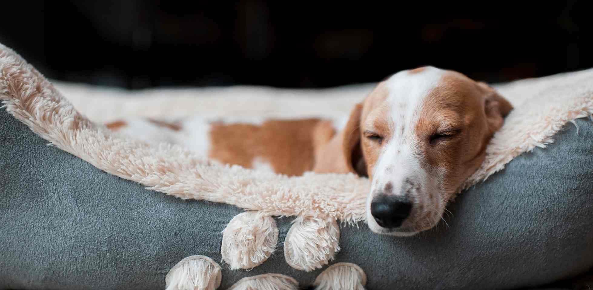 Perro durmiendo cómodamente en su cama tras una rutina.