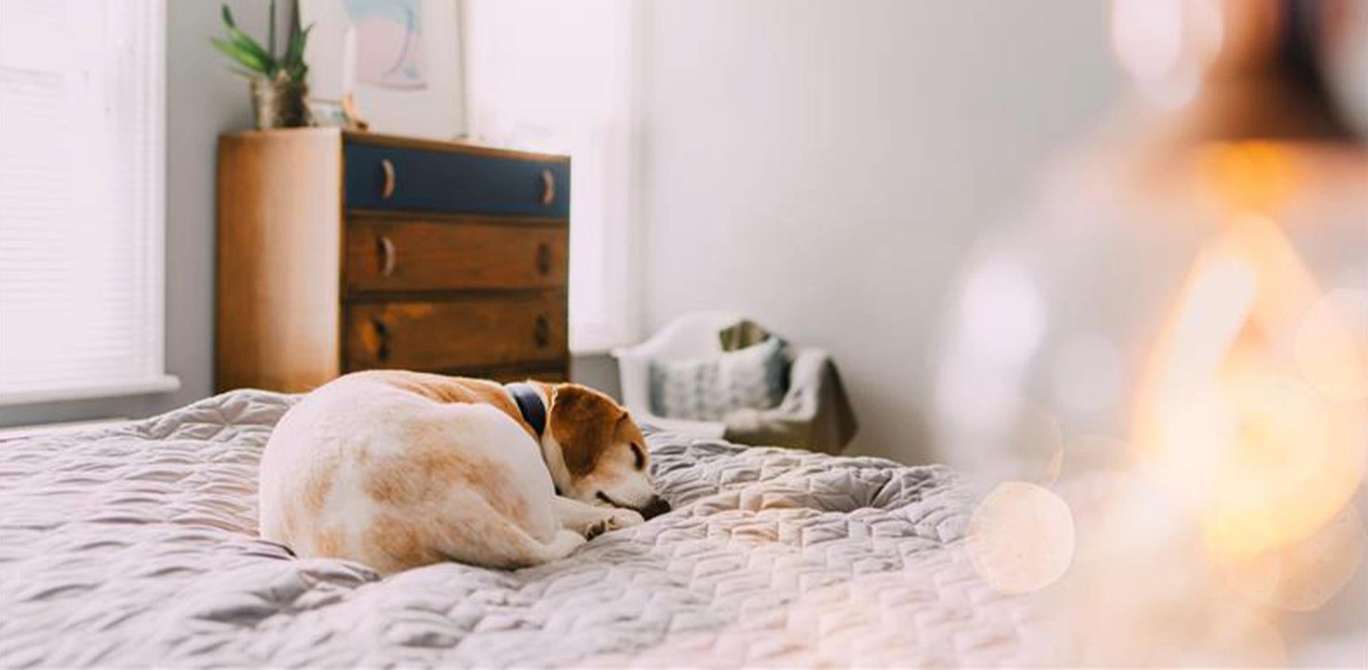 Los perros son de hábitos crepusculares, así que no es raro ver a un perro durmiendo a medianoche y a mediodía.