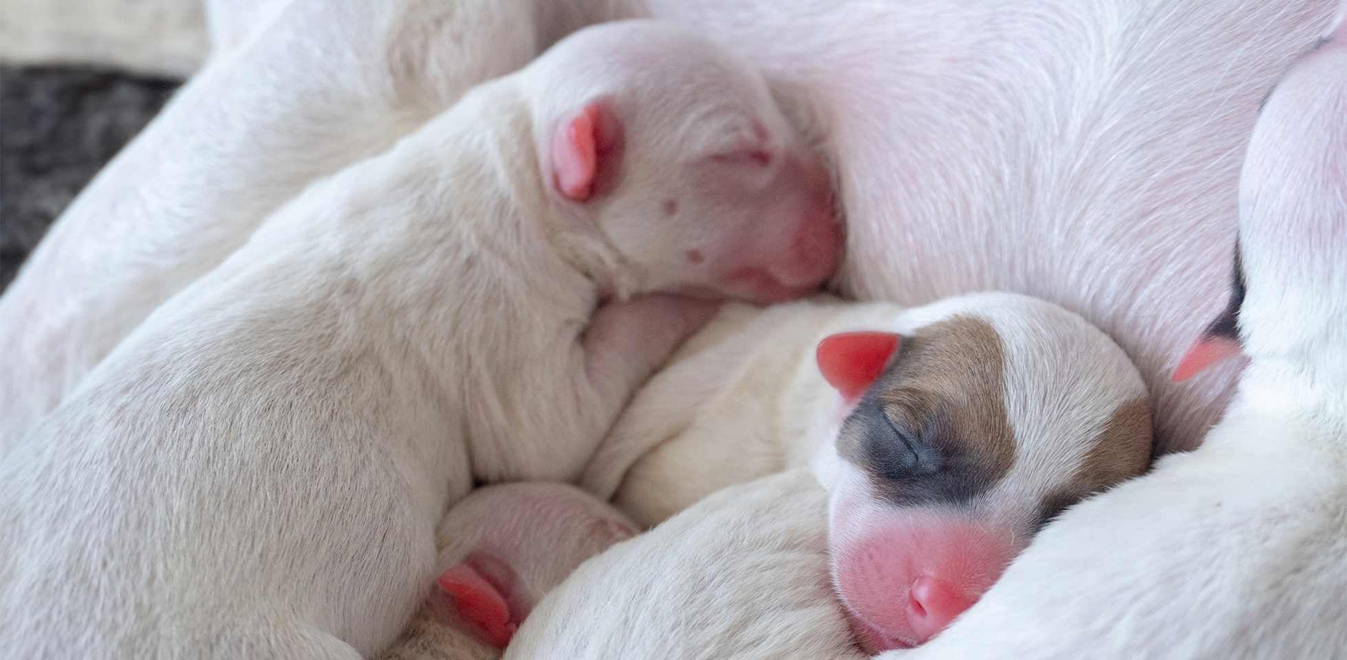 Los cachorros duermen mucho más pues necesitan crecer rápido. Perros recién nacidos durmiendo junto a su mamá.