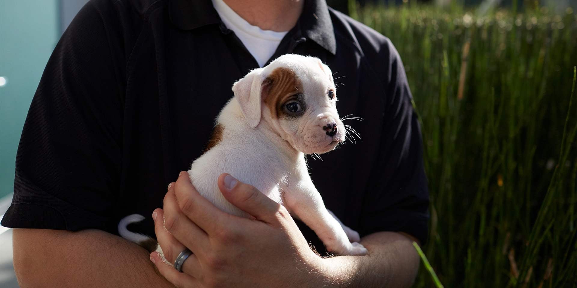 Los perros en adopción pueden ser de cualquier origen y edad. Cachorro recién adoptado.