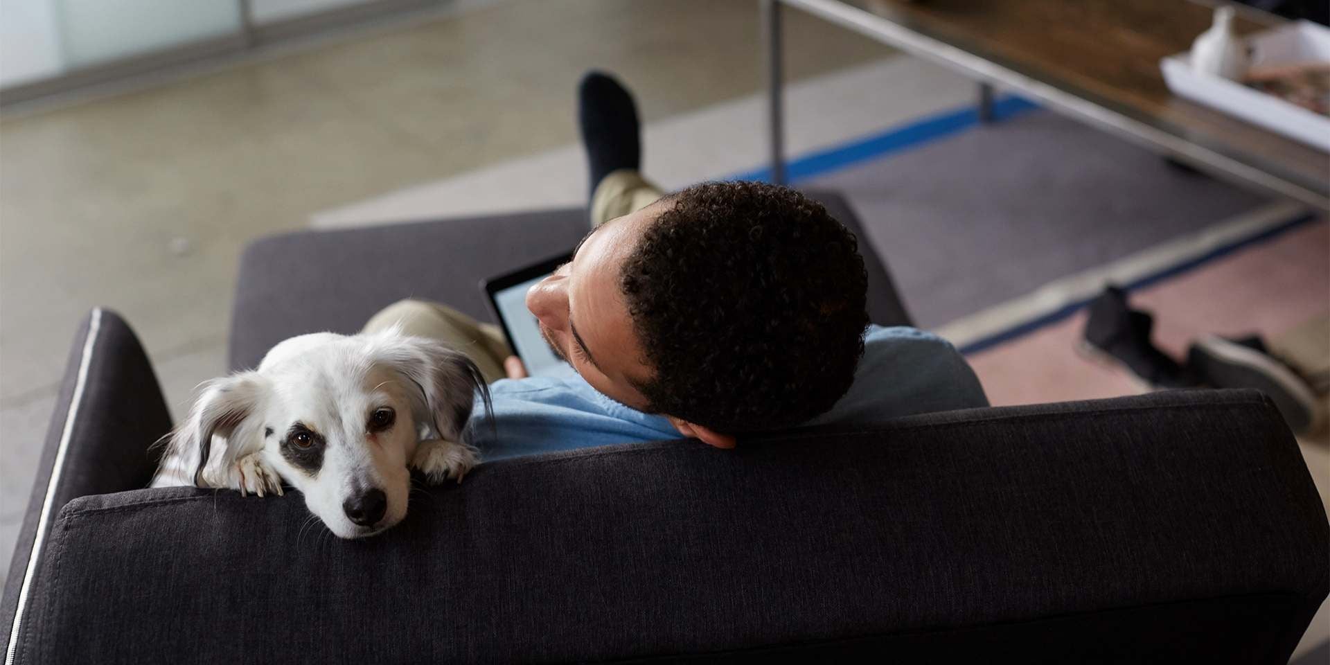 Perros en adopción: recuerda desarrollar los procesos de desparasitado y esterilización a tiempo.