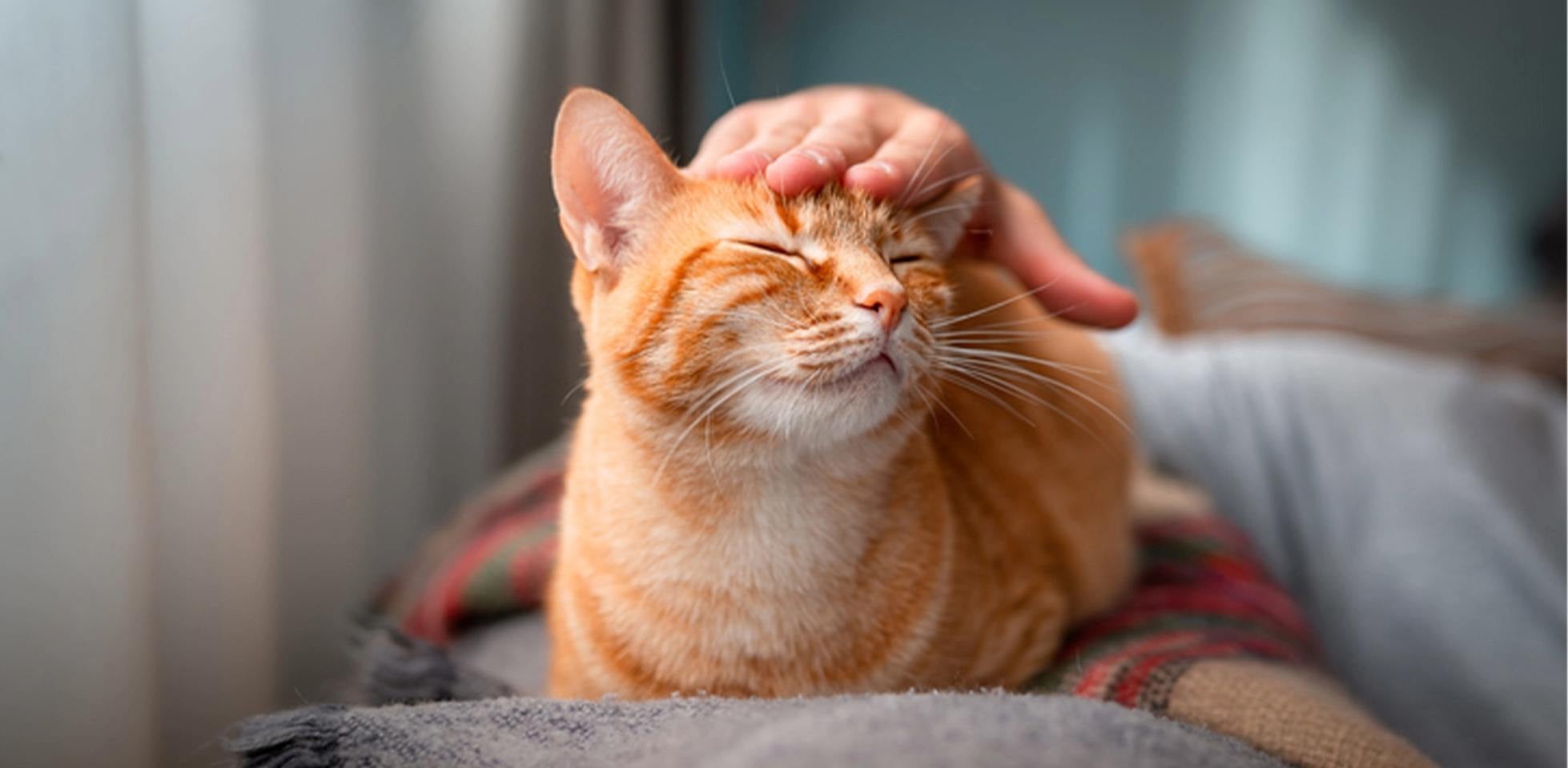 ¿Por qué ronronean los gatos? Este michi lo hace porque está feliz mientras su tutor lo acaricia.