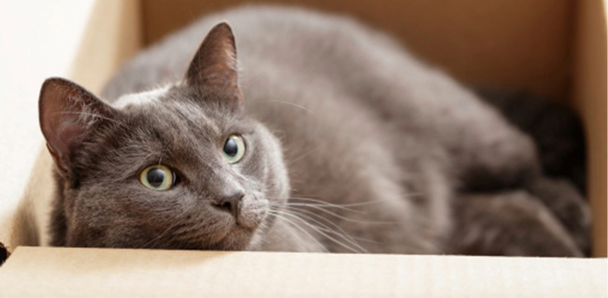 Gato gris ronroneando dentro de una caja