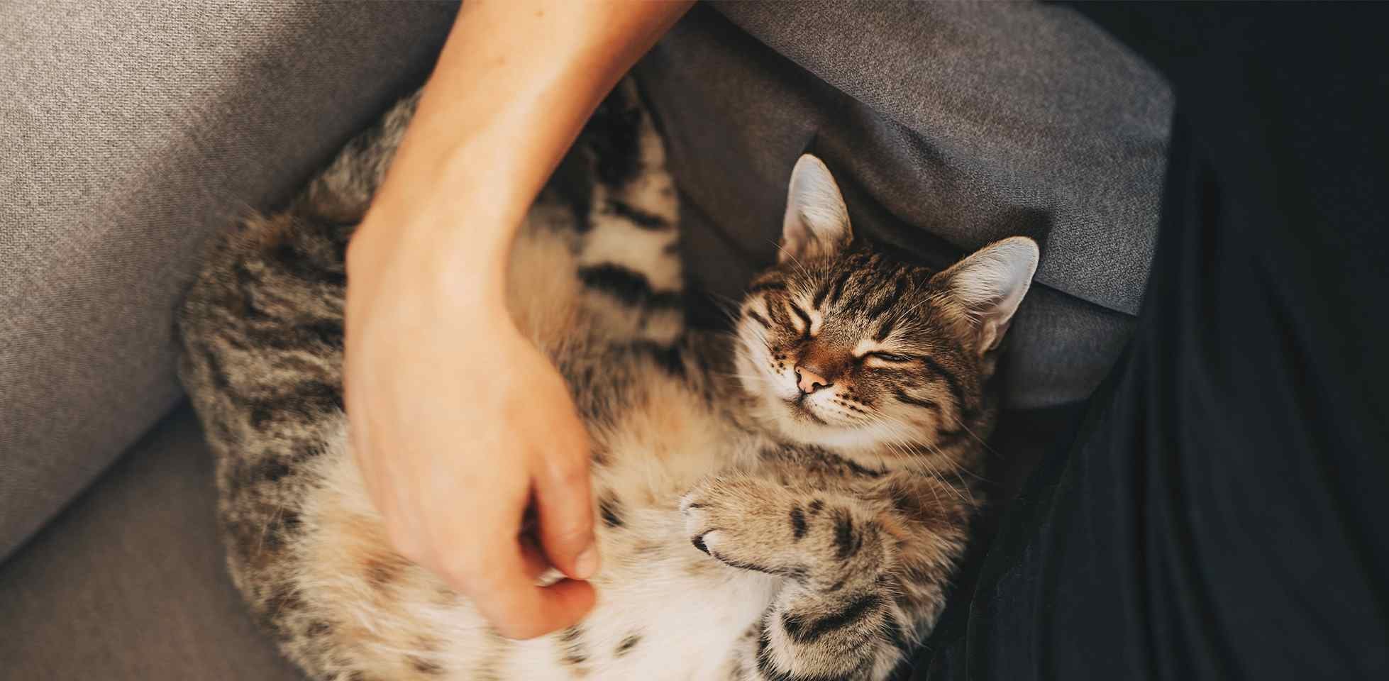 Por qué ronronean los gatos. Michi ronroneando mientras su tutor lo acaricia.