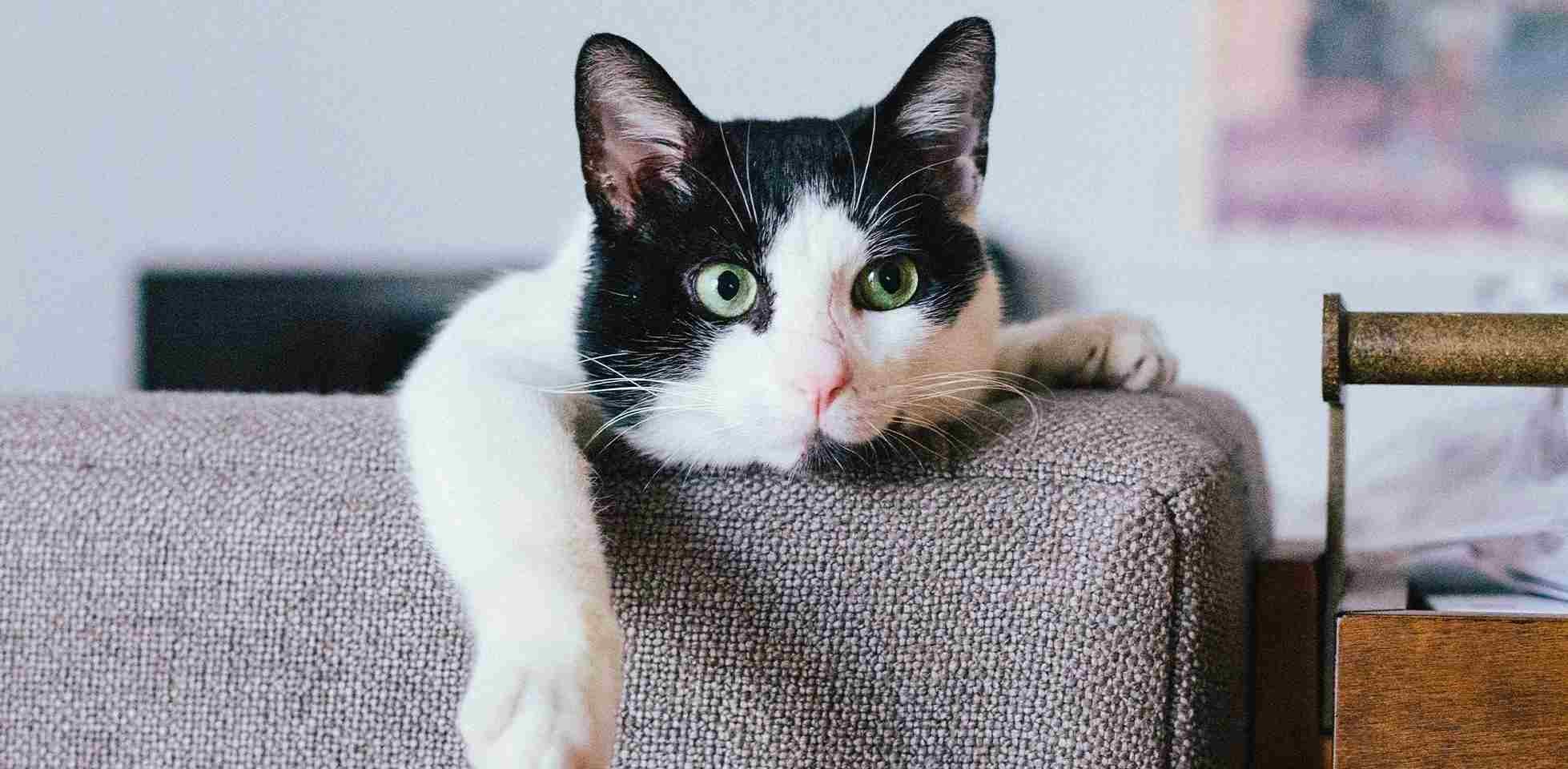 El aseo, la nutrición son algunos de los cuidados para prevenir la tos en gatos. Michi sobre sofá.