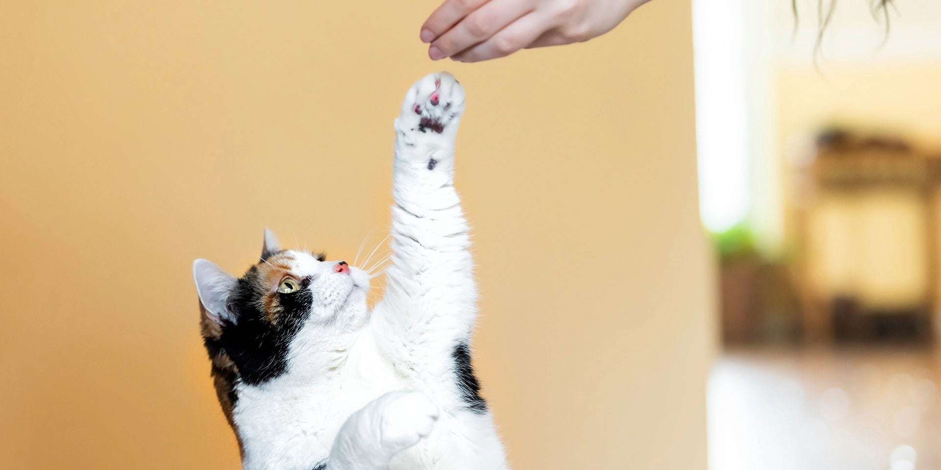 Cuidar de las uñas de tu gato es esencial para su salud y felicidad. Tutor mimando a su mascota.