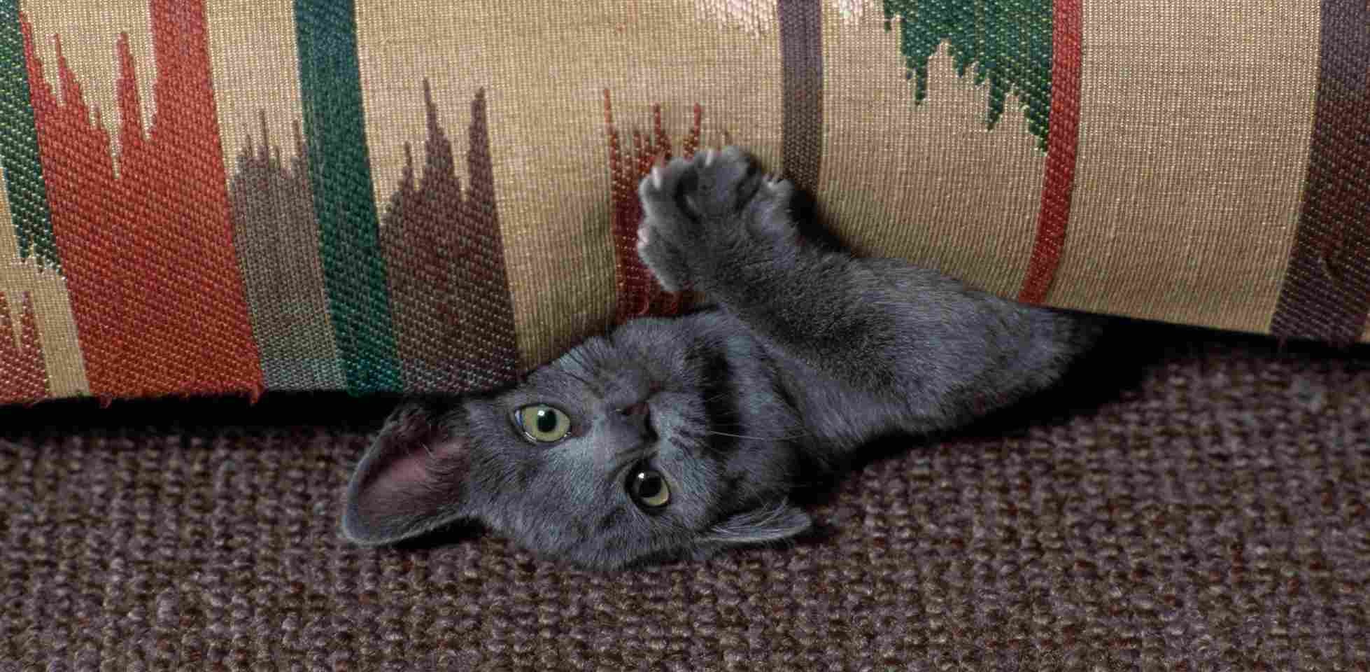 Las uñas de gato delanteras son claves para interactuar con su entorno. Michi mostrando sus garras mientras juega.