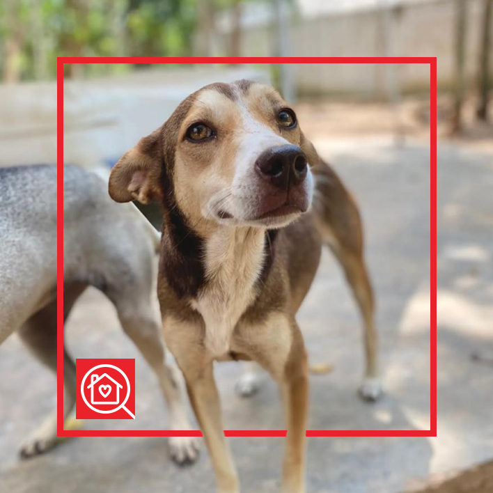 Conoce a ARABELLA en Purina Adopta México
