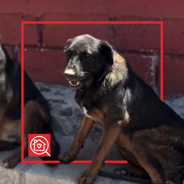 Conoce a BELGUITA en Purina Adopta México