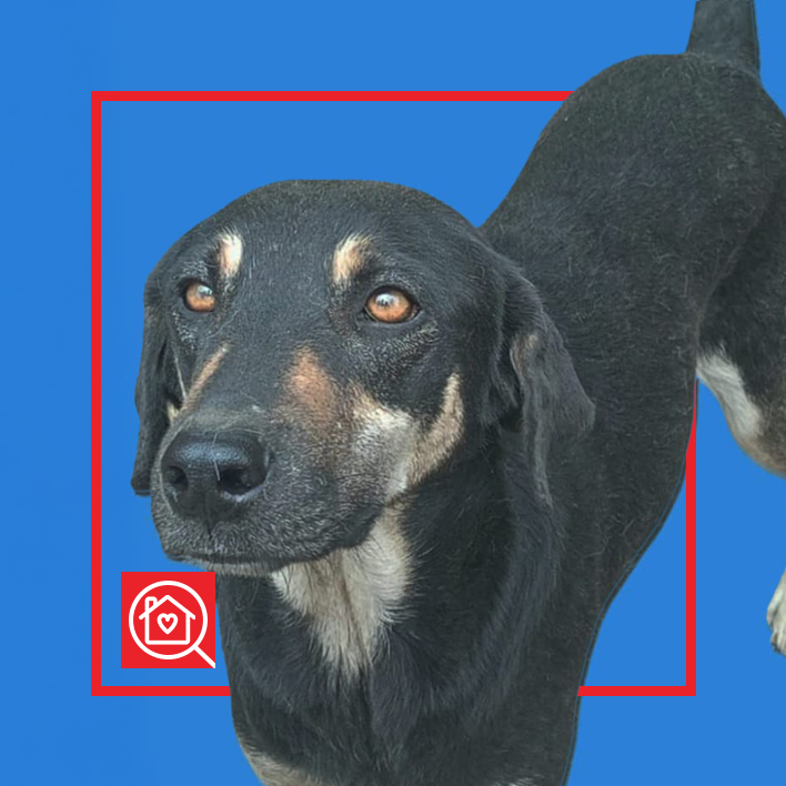 Conoce a BLANCA en Purina Adopta México