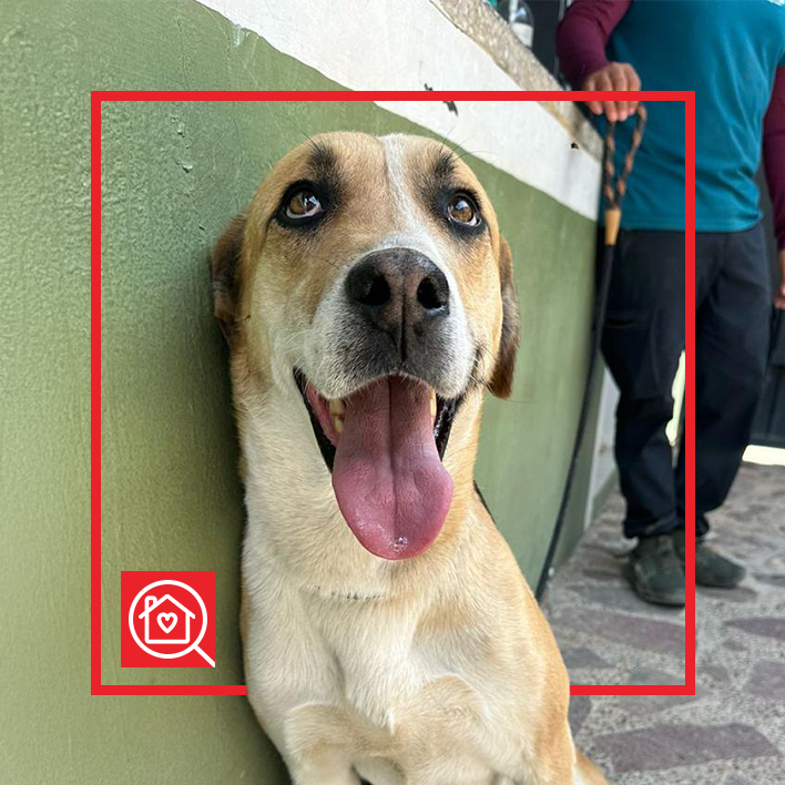 Conoce a BOLILLO en Purina Adopta México