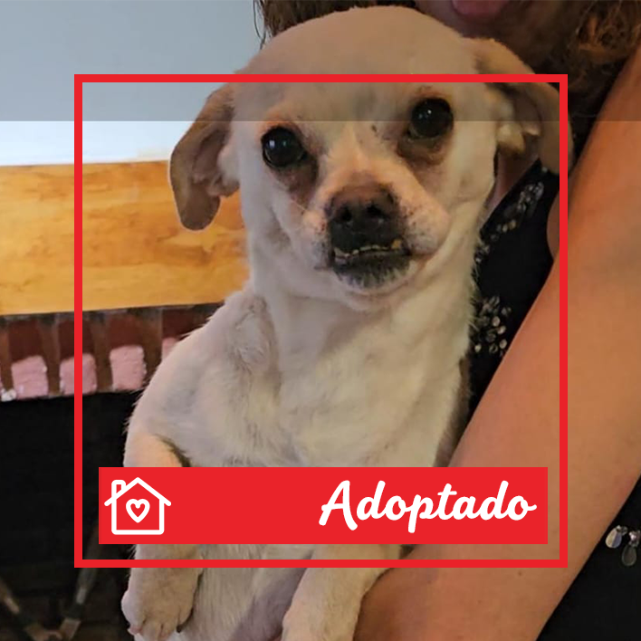 Conoce a Bombón en Purina Adopta México