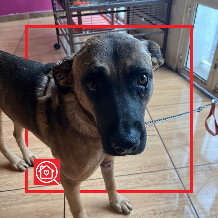 Conoce a CACAHUATE en Purina Adopta México