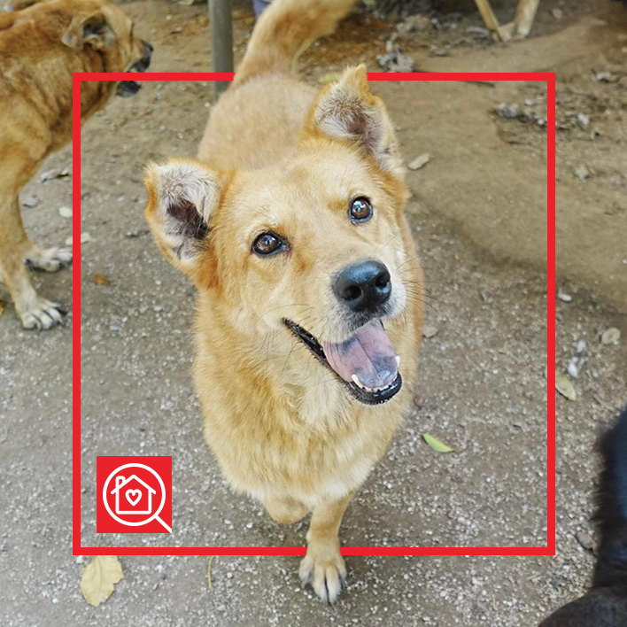 Conoce a Campanita en Purina Adopta México