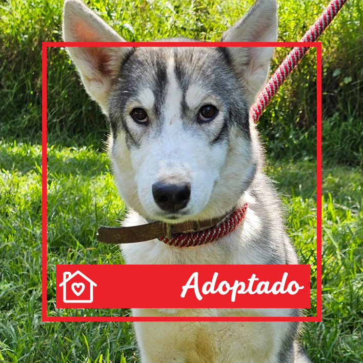 Conoce a Celeste en Purina Adopta México