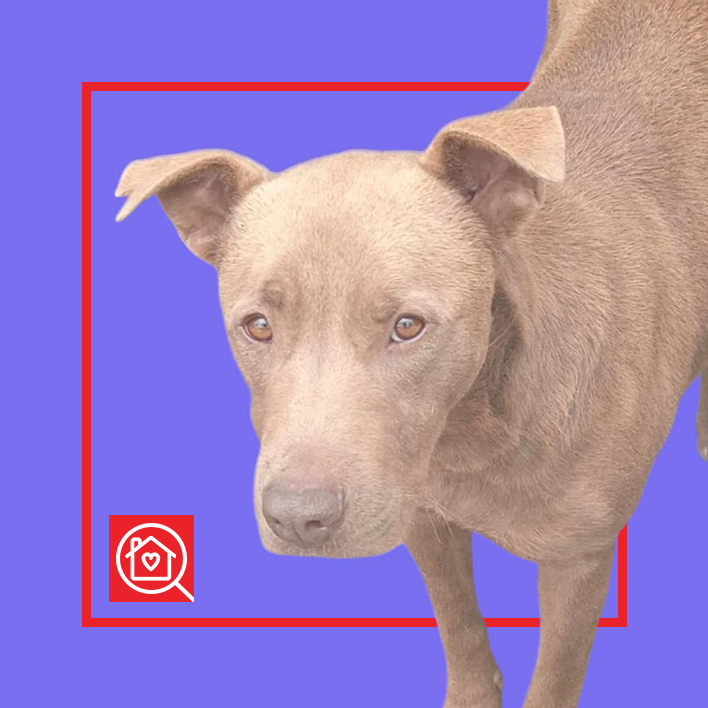 Conoce a CHOCOLATE en Purina Adopta México