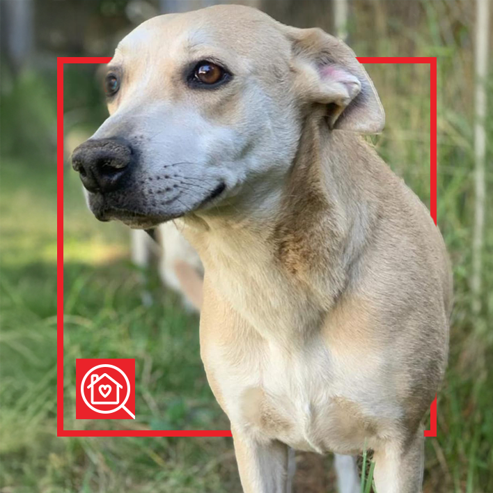 Conoce a CLARITA en Purina Adopta México