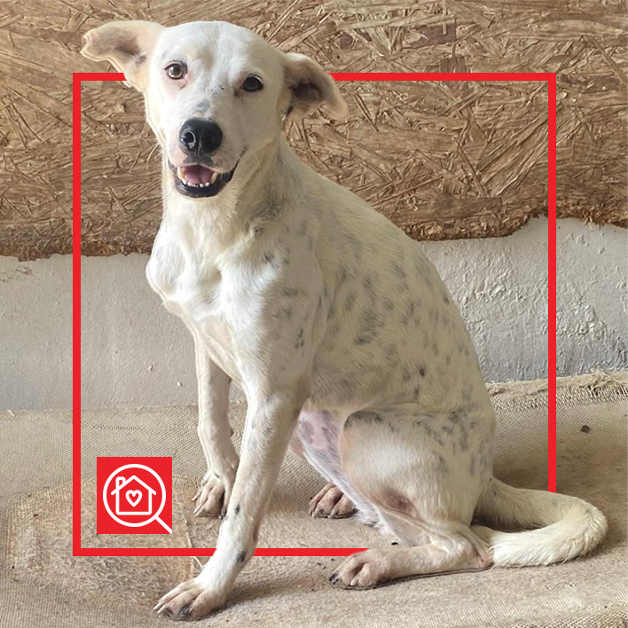 Conoce a CREMA en Purina Adopta México