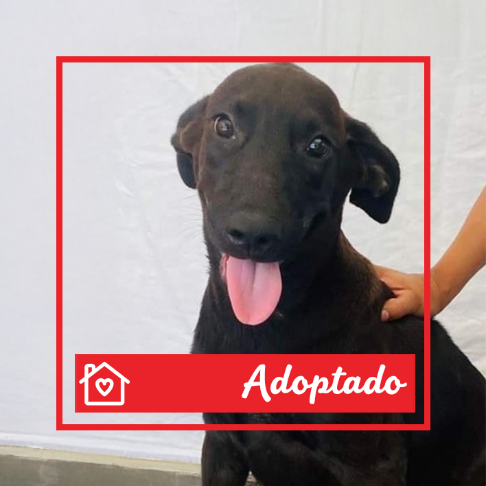 Conoce a Daysi en Purina Adopta México