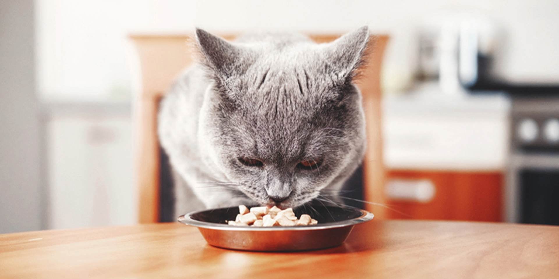 Gato enfermo oliendo su comida sin comerla. La falta de apetito consistente es un síntoma claro de un gato enfermo.