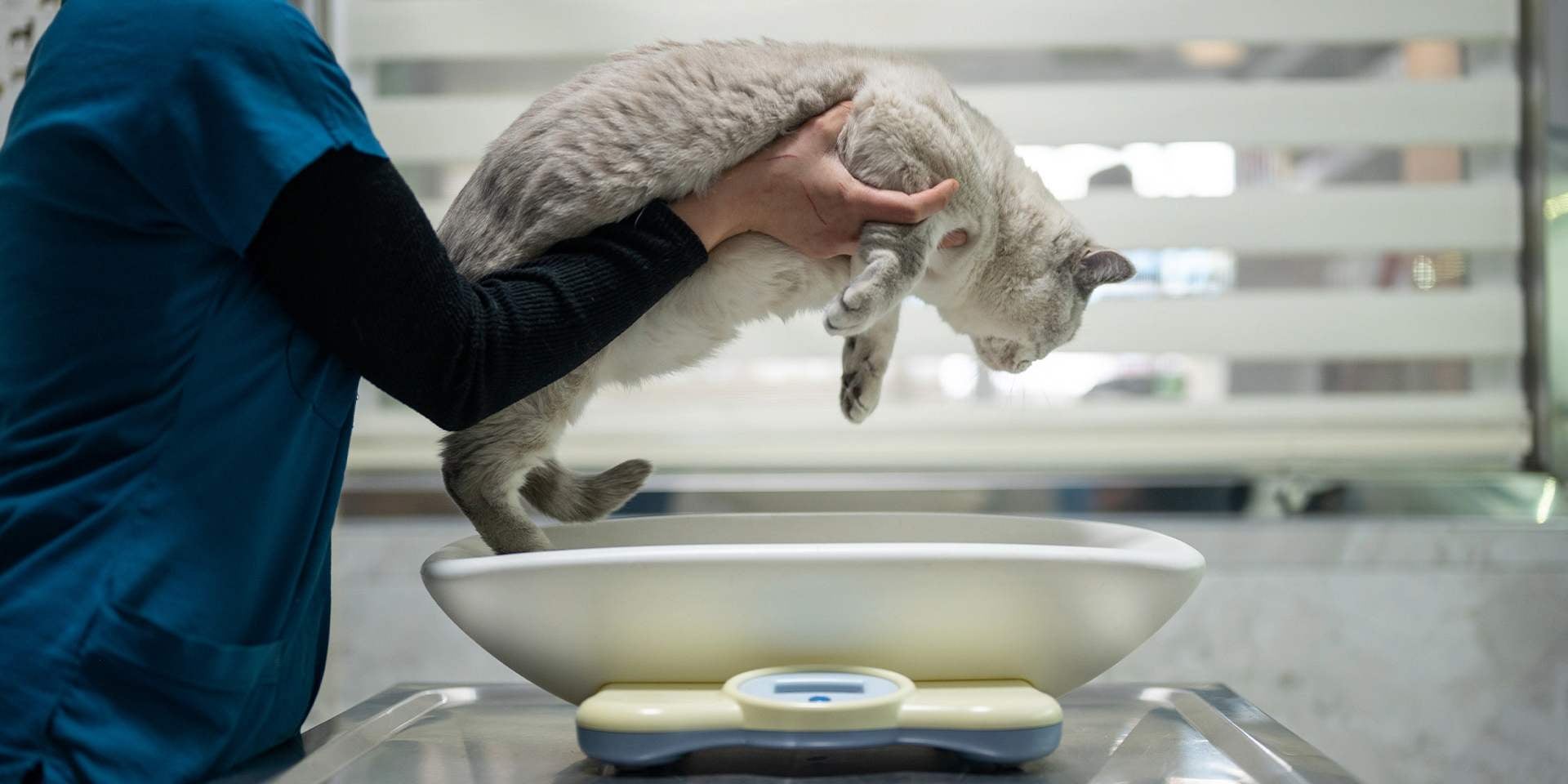 Un michi obeso, como el que pesan en la imagen, podría resultar siendo un gato enfermo.